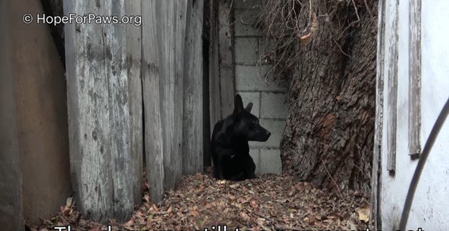 塀の角に身を縮める犬