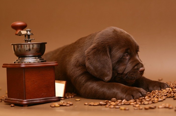 コーヒー豆と茶色い子犬