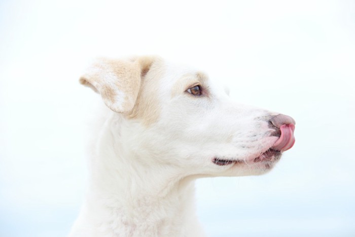 舌を出した垂れ耳の犬