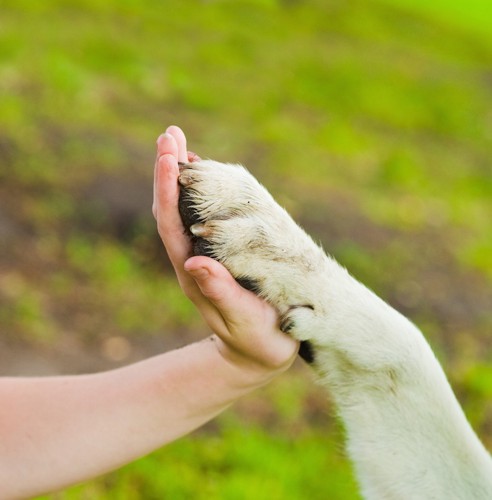 ハイタッチする犬と人の手