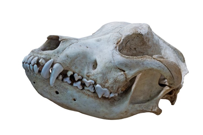 イヌ科動物の頭骨