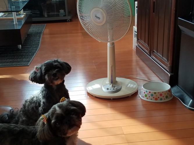 扇風機と犬2匹