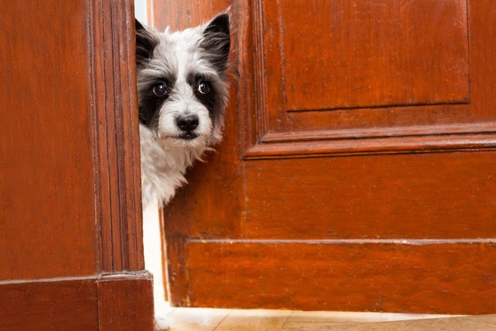 ドアの中を確認する犬