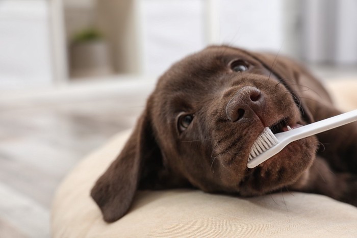 歯ブラシをされている犬
