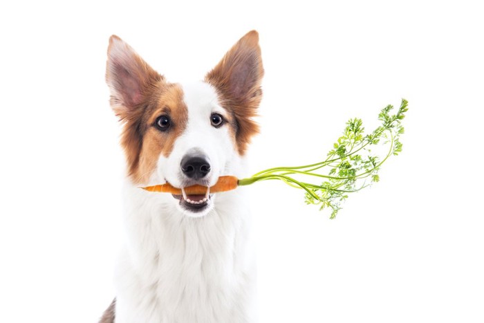 野菜を咥えている犬