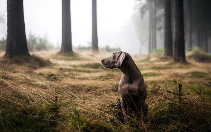 森で待つ犬