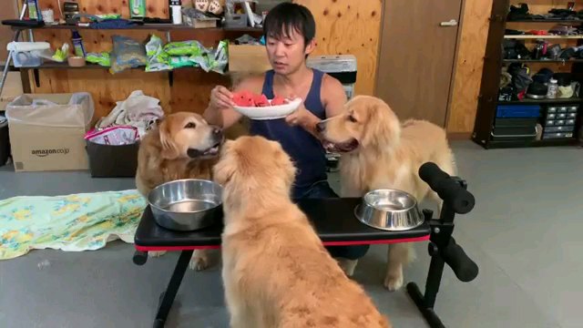 スイカ入った皿を持つ男性と犬達