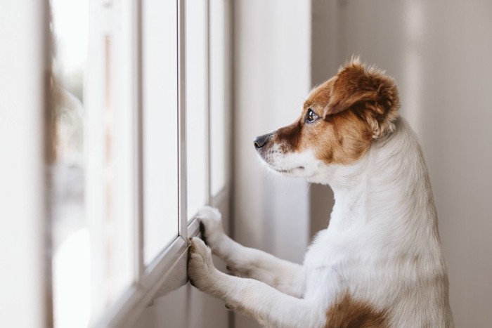 窓から外を眺める犬