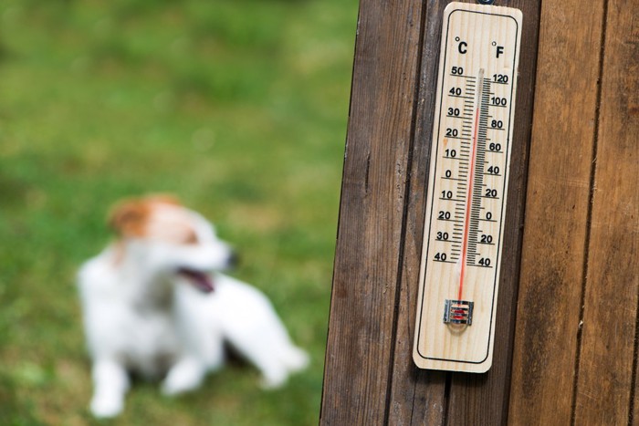 温度計と犬