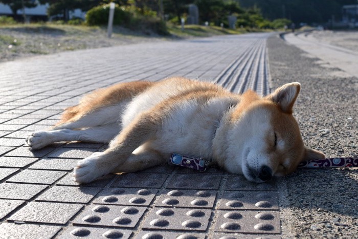 地面に寝転ぶ柴犬