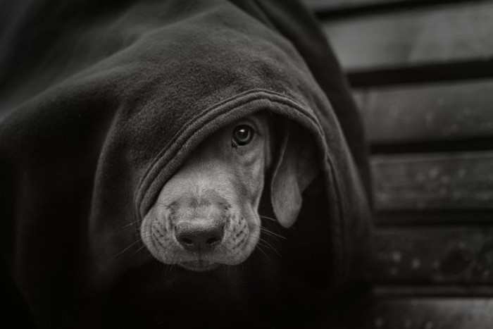 黒いブランケットに包まって怯える犬