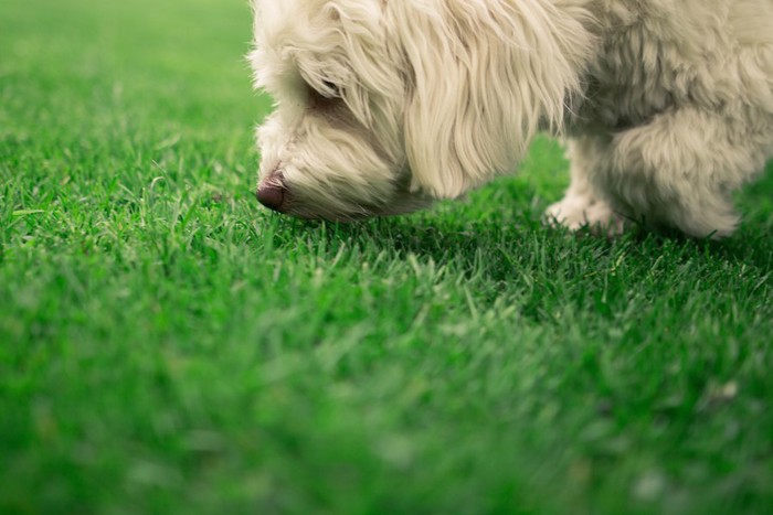 芝生のにおいを嗅ぐ犬