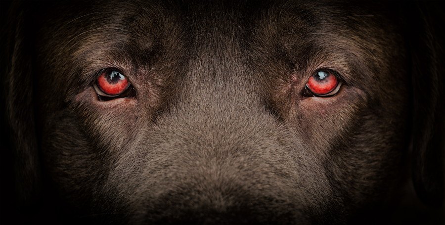 赤い犬の眼