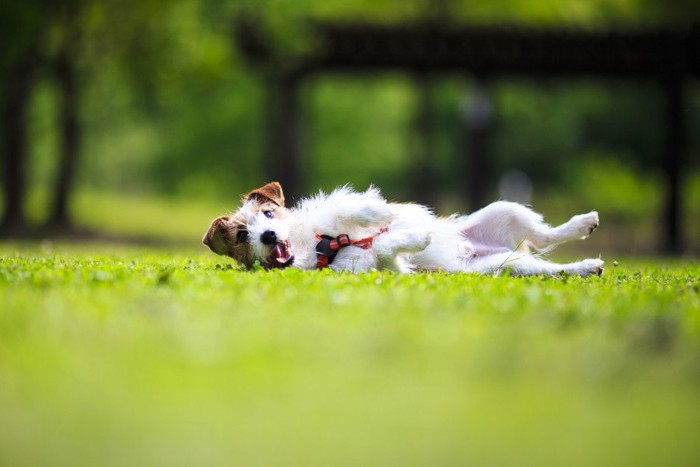 芝生の上に寝転ぶ犬