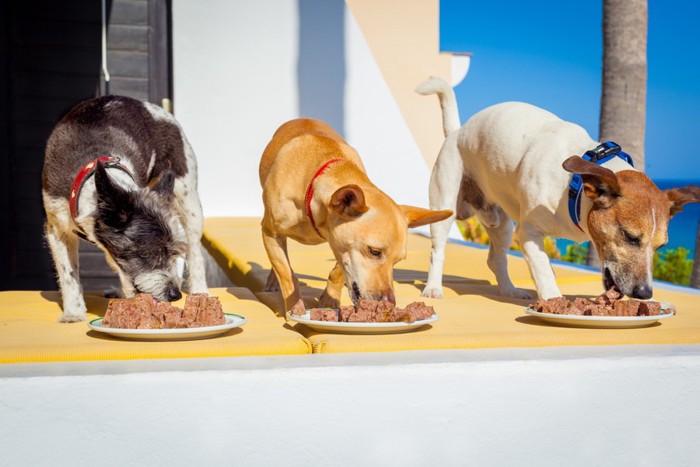 三頭の犬の食事風景