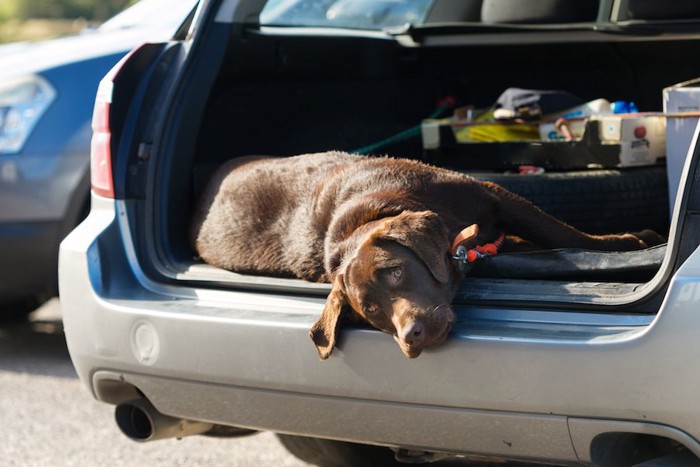 車のトランクに横になって外の空気を吸う犬