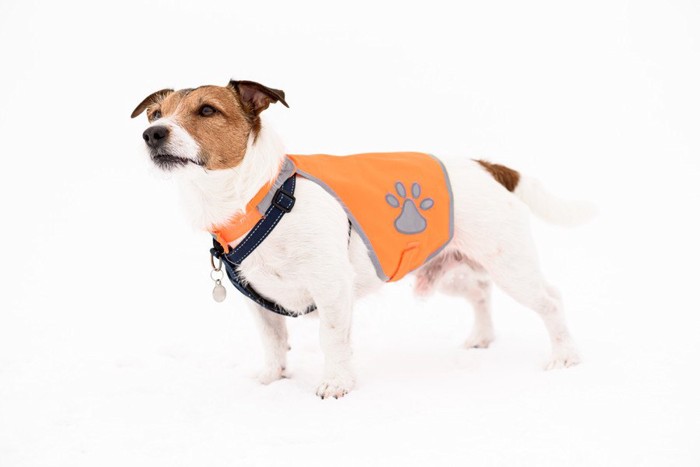 オレンジのベストを着ている犬