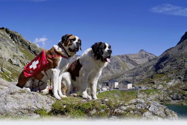 山岳救助犬