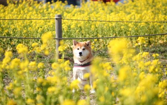 公園の菜の花と柴犬