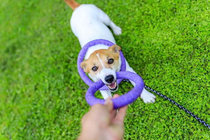 青い輪のおもちゃで引っ張りっこする犬