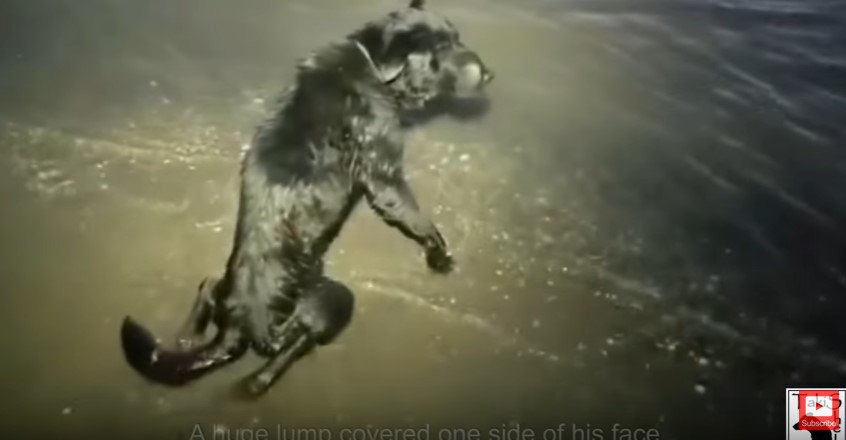 海水に浸かって後足をひきずる犬