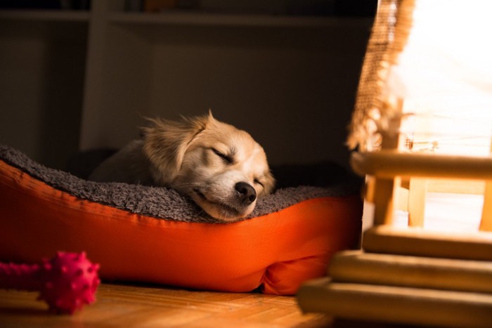犬用ベッドで眠る子犬