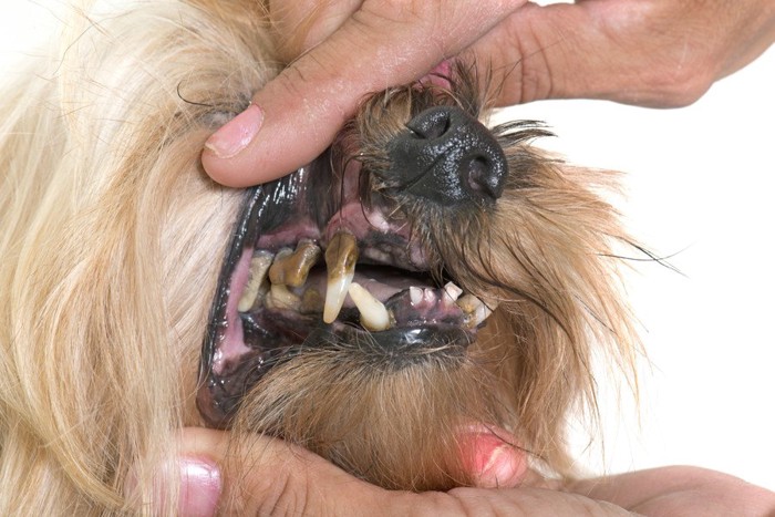 歯肉炎の犬の歯
