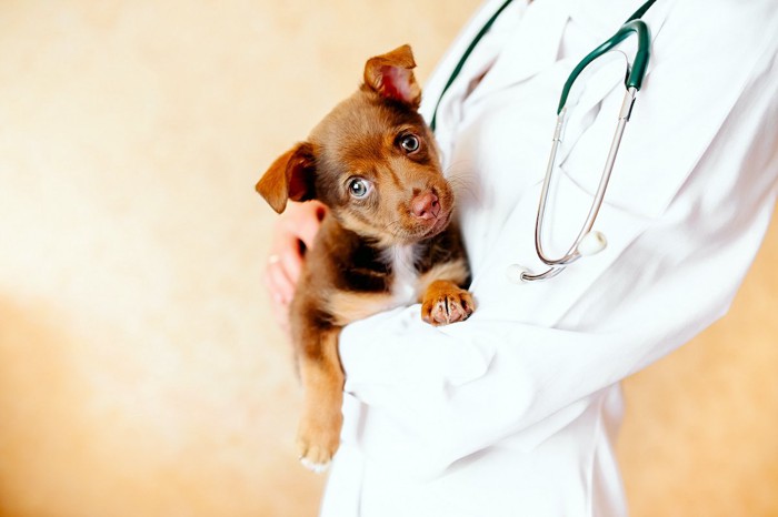 獣医に抱かれる茶色い犬
