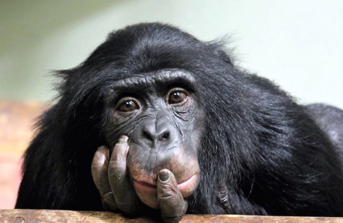 顎に手を当てて考え事をしているチンパンジー
