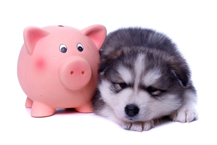 ブタの貯金箱と子犬