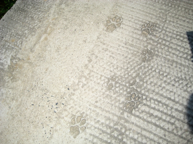犬の足跡の写真