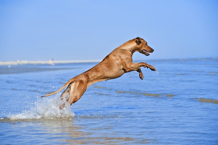 海でジャンプする犬