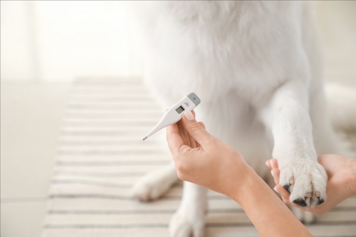 白い犬と体温計