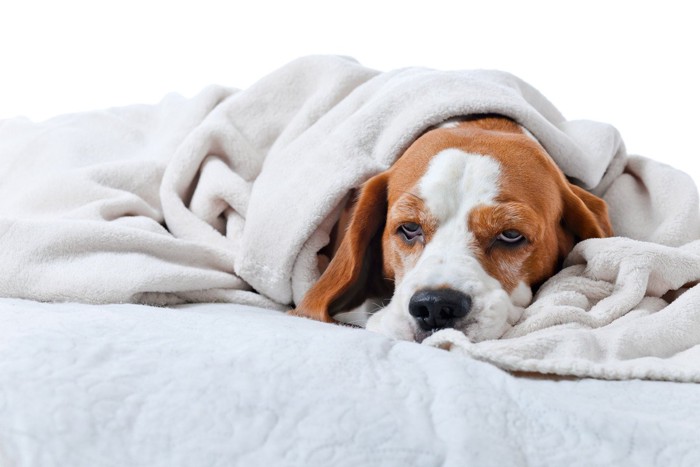 毛布に包まれた垂れ耳の茶白の犬