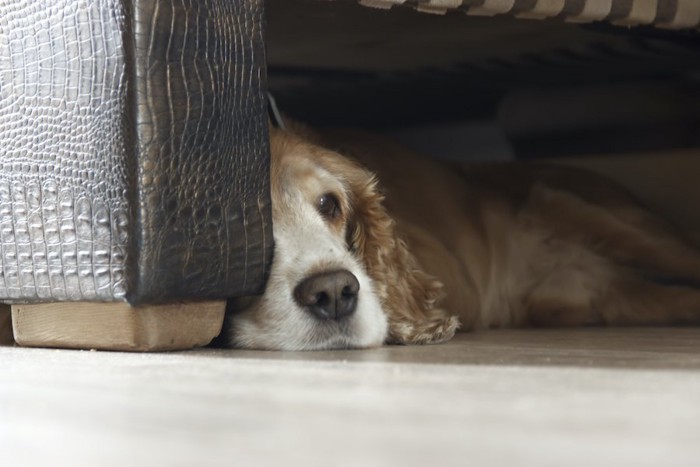 ソファーの下に隠れてくつろぐ犬