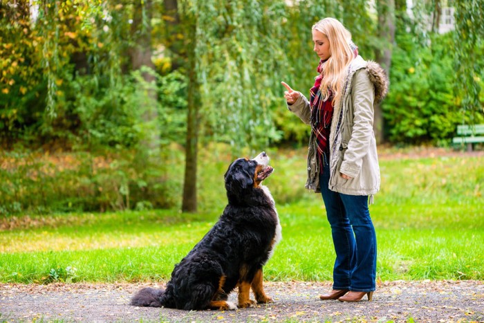 トレーニングを行う犬と女性
