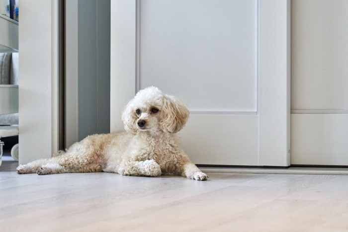 床に座る白い犬