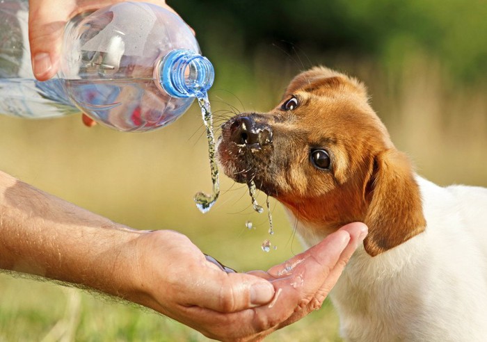 ペットボトルから水を貰う犬