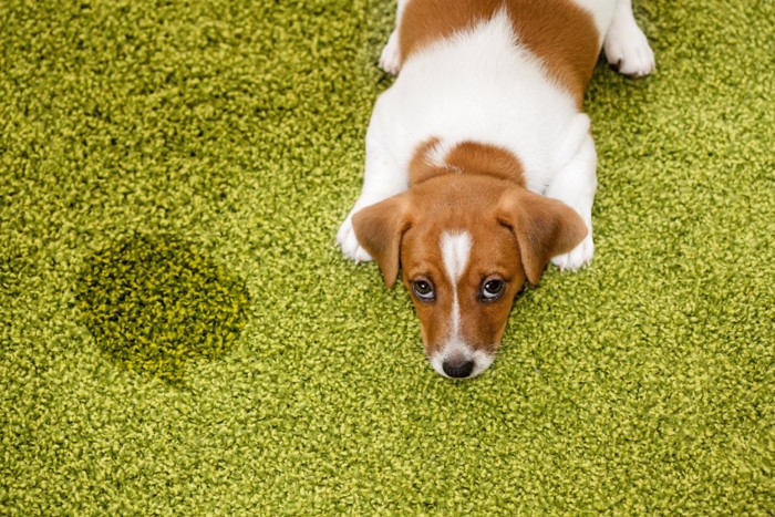 緑の絨毯におしっこをしてしまった犬
