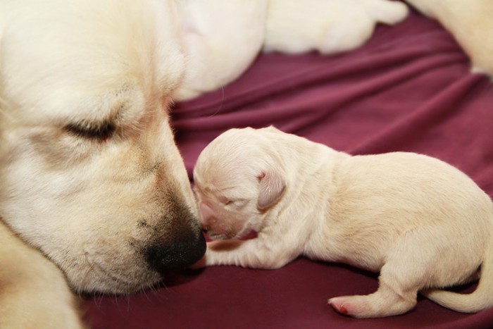 生まれたばかりの子犬と母犬