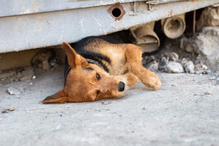瓦礫の下に寝転ぶ犬