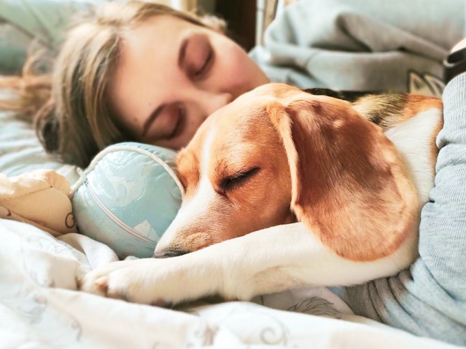 ベッドで一緒に眠る犬と女性
