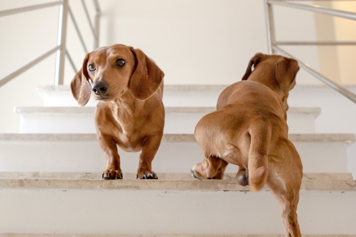 階段で昇り降りする2頭の犬