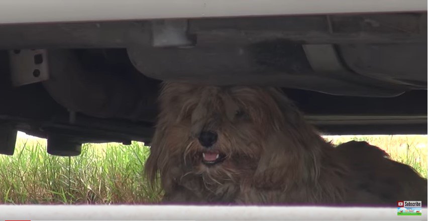 車の下にいる犬