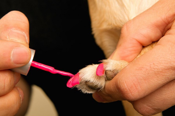 ピンクのネイルをされる犬の爪