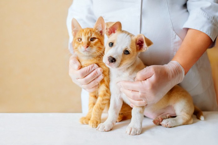 猫と犬と獣医師