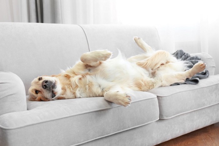 ソファーで仰向けになってくつろぐ犬