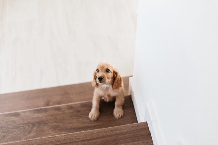 階段を上ろうとしているコッカーの子犬