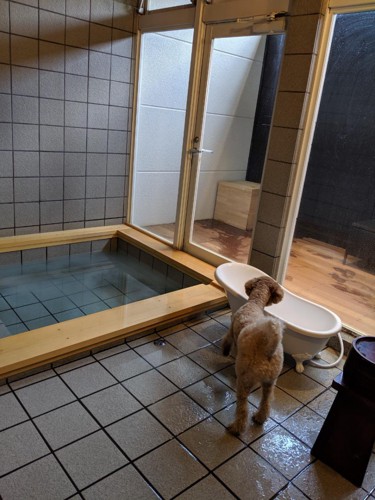 お風呂を見つめる犬