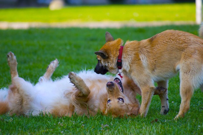 芝生の上で仰向けになる犬と見つめる犬